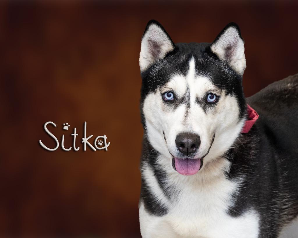 Sitka, adoptable, Adult Female Husky.