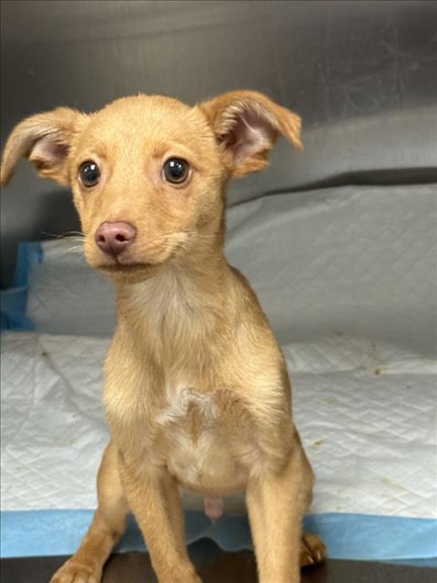 STEVE, Adoptable, Puppy Male Chihuahua & Mixed Breed.