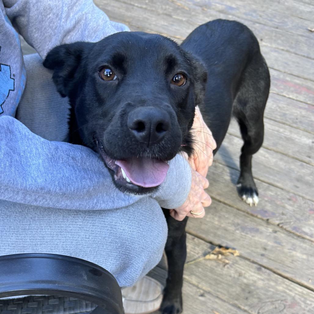 Glory, a Adoptable Black Labrador Retriever in Aberdeen, NC image 1/6
