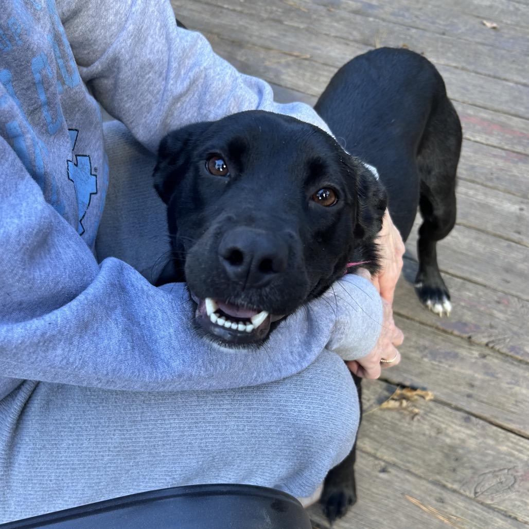 Glory, a Adoptable Black Labrador Retriever in Aberdeen, NC image 3/6