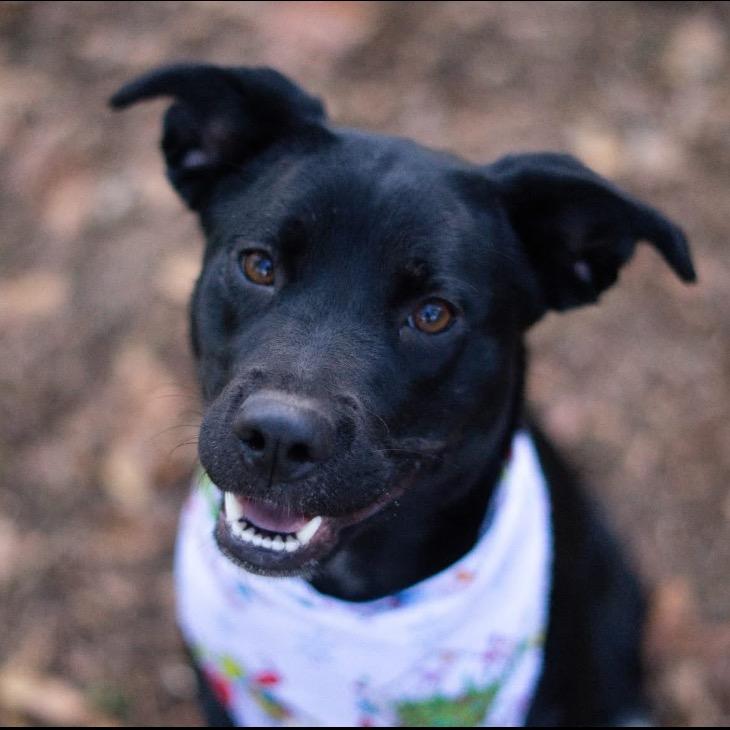 Glory, a Adoptable Black Labrador Retriever in Aberdeen, NC image 4/6