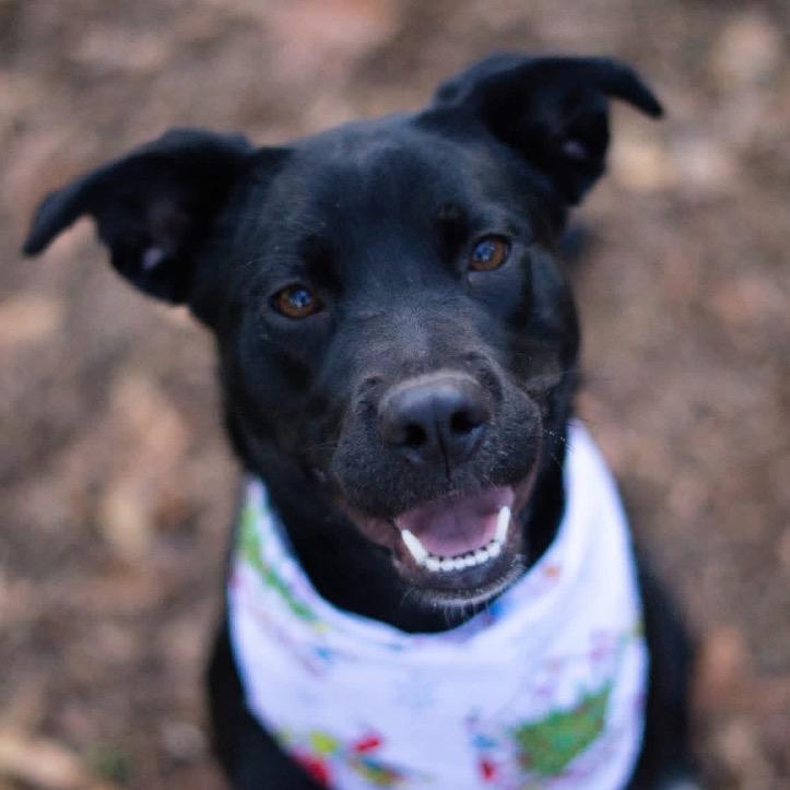 Glory, a Adoptable Black Labrador Retriever in Aberdeen, NC image 5/6