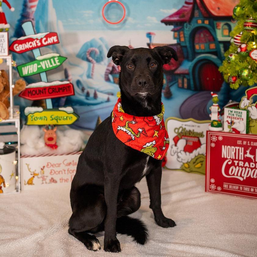 Glory, a Adoptable Black Labrador Retriever in Aberdeen, NC image 6/6