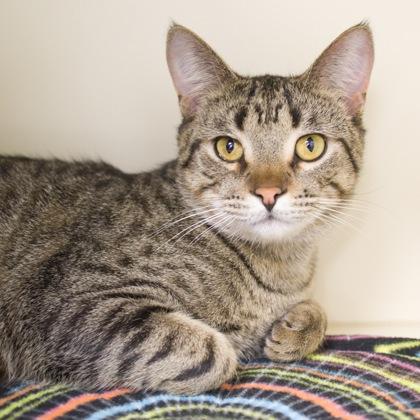 Chocolate (bonded with Clever), Adoptable, Young Male Domestic Short Hair & Domestic Short Hair.