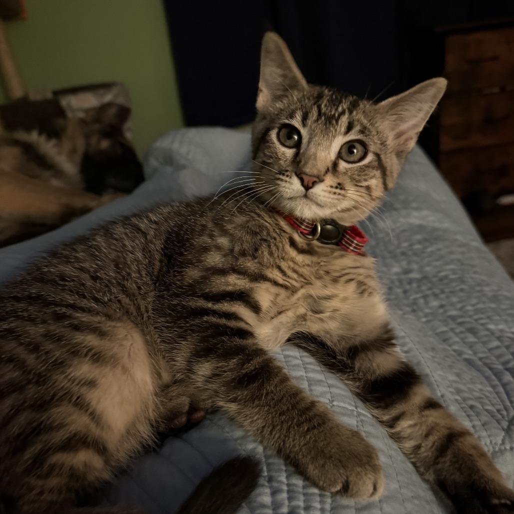 Jalapeno, Adoptable, Young Male Domestic Short Hair.