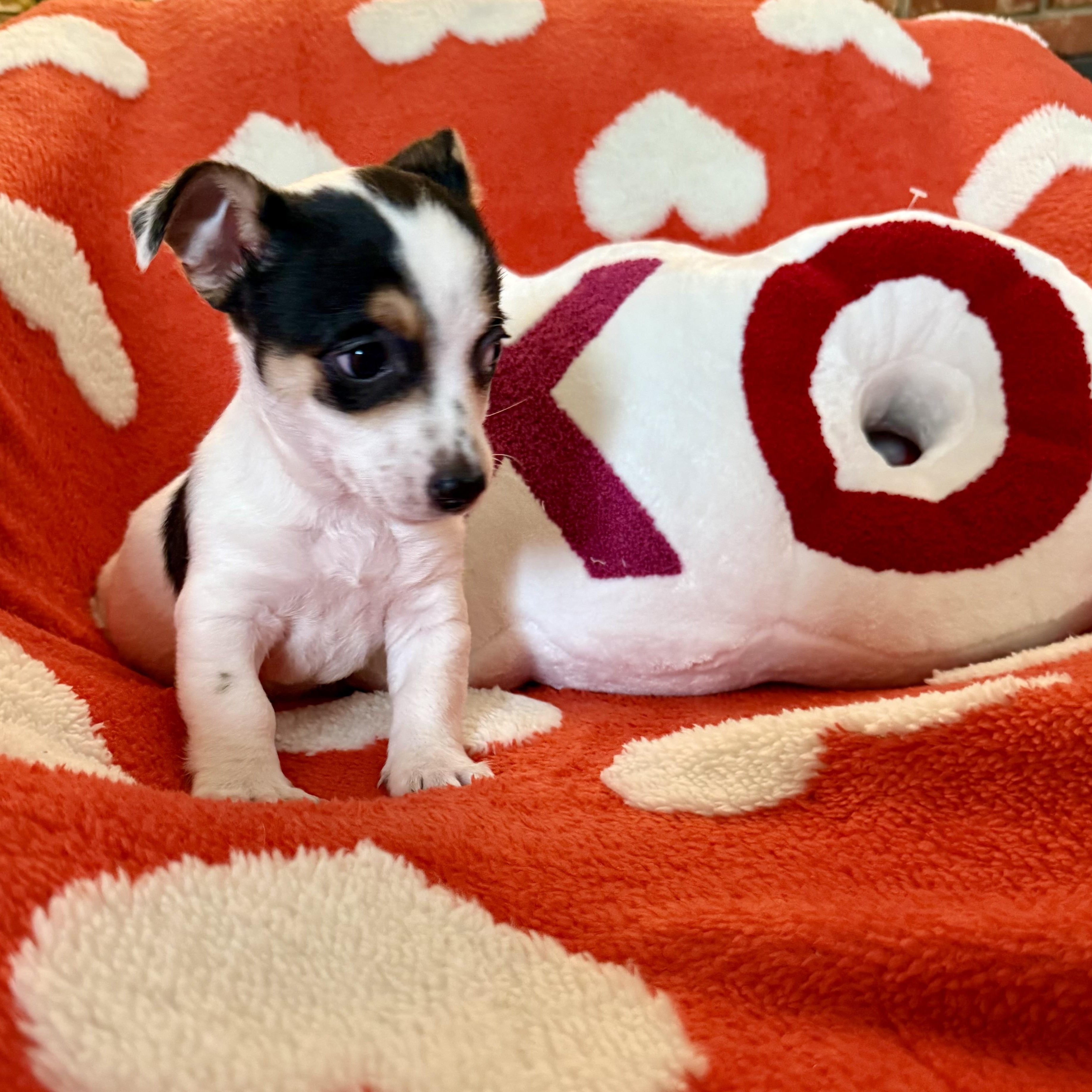 Mickey, ADOPTABLE, Puppy Male Chihuahua & Terrier.