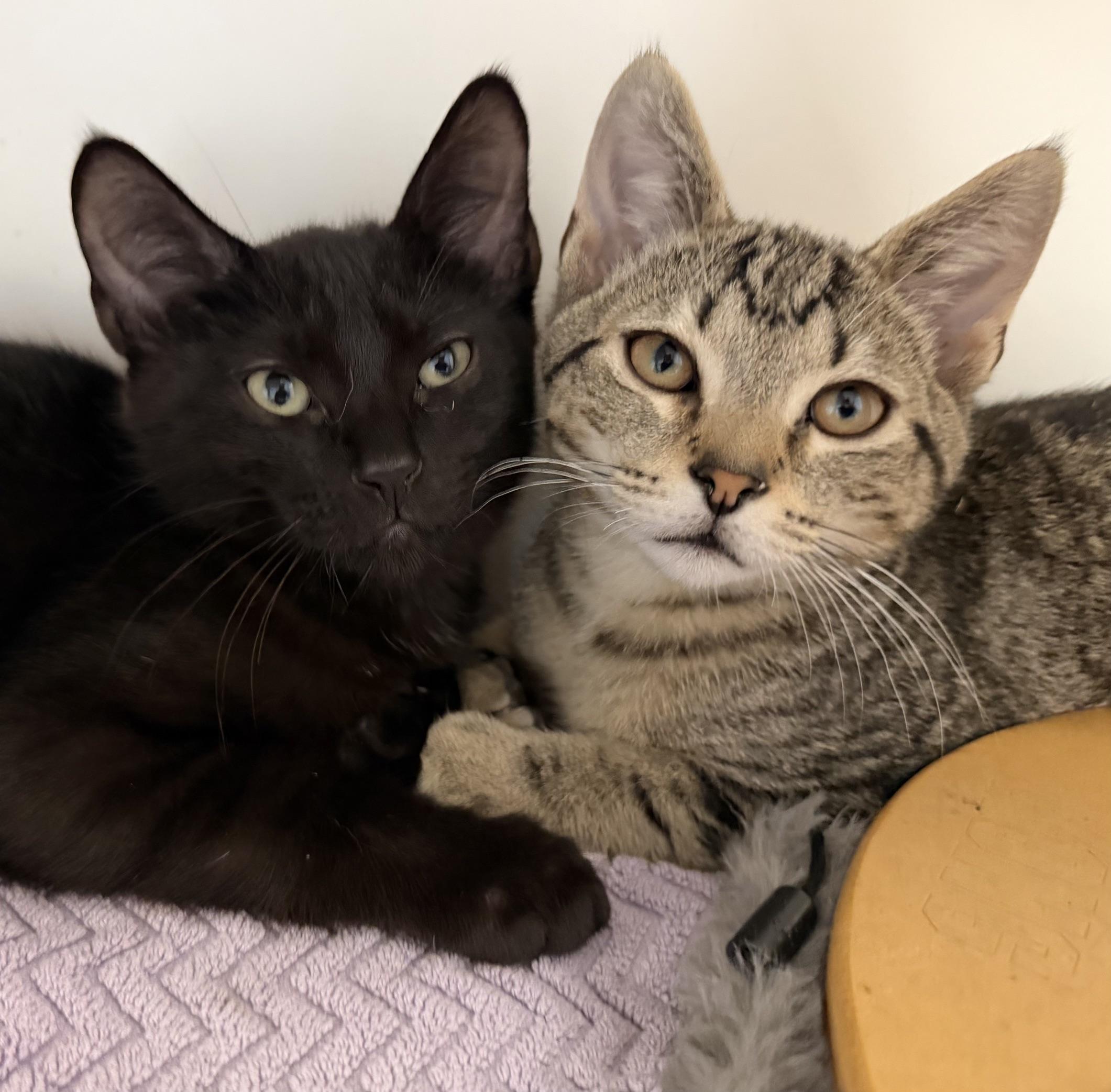 Rascal (with Buster), adopted, Kitten Male Domestic Short Hair.