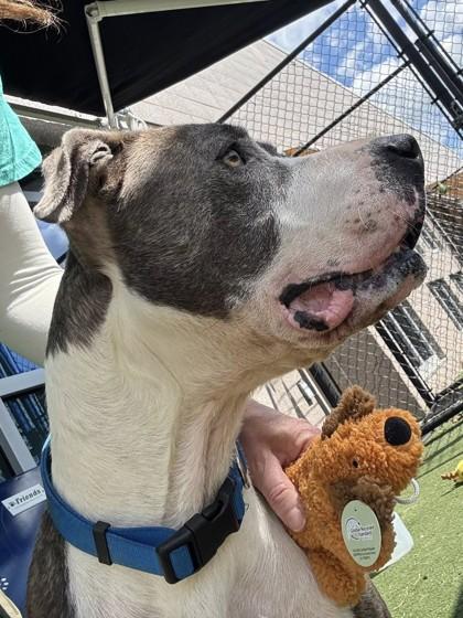 Midas, a Adoptable Mixed Breed in Chesapeake, VA image 1/3