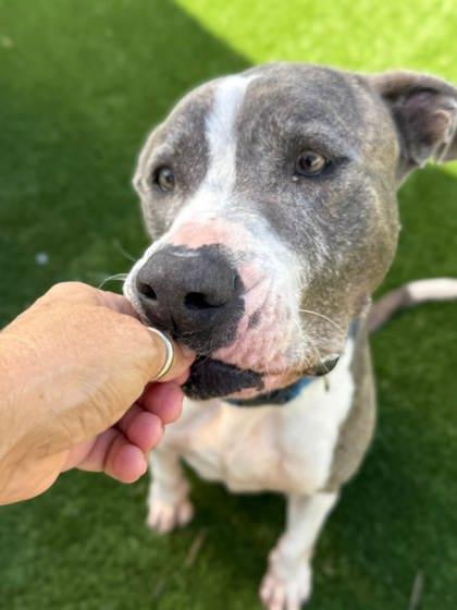 Midas, a Adoptable Mixed Breed in Chesapeake, VA image 2/3