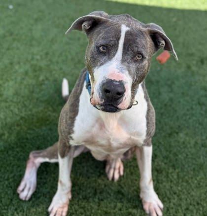 Midas, Adoptable, Adult Male Mixed Breed & Mixed Breed.