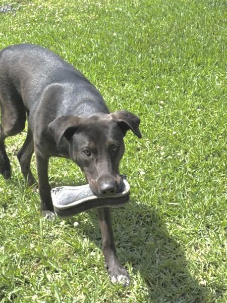 Spencer — thumbnail 3