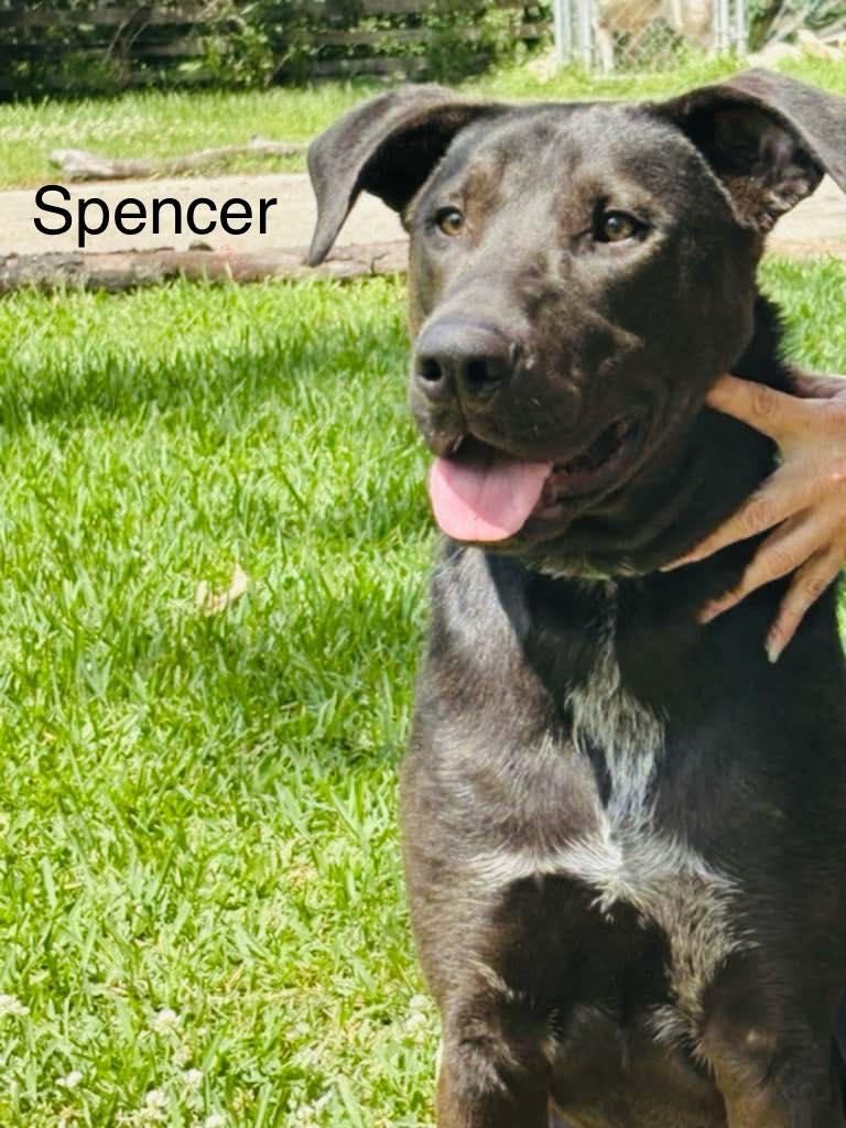 Spencer — thumbnail 6