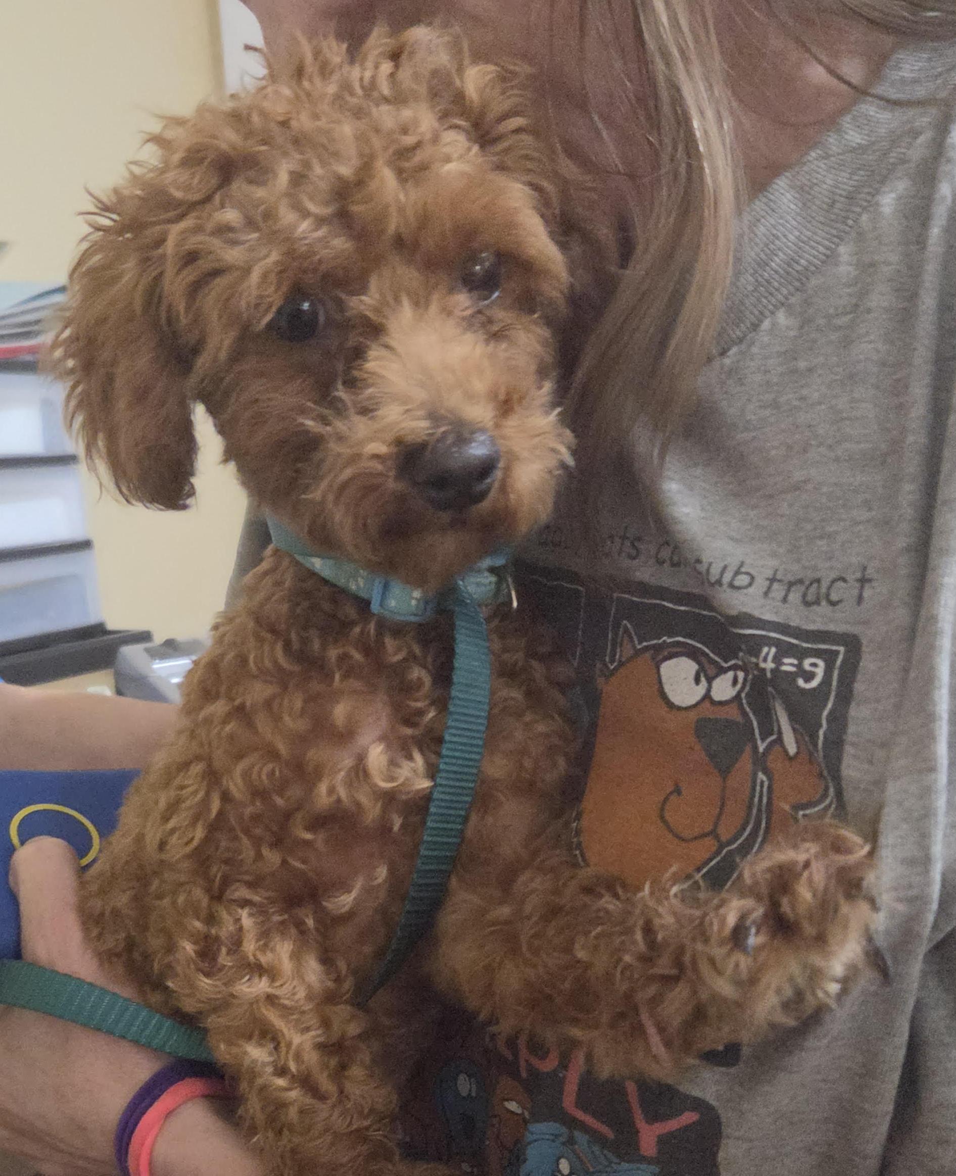 Enlarge Robby, a ADOPTABLE Poodle (Toy) in Warren, NJ image 1/1