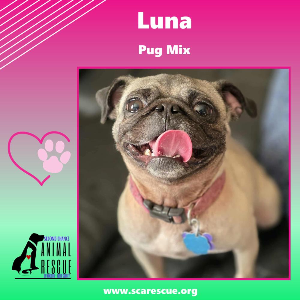 Luna, a Adoptable mixed breed in Windsor, ON image 1/6