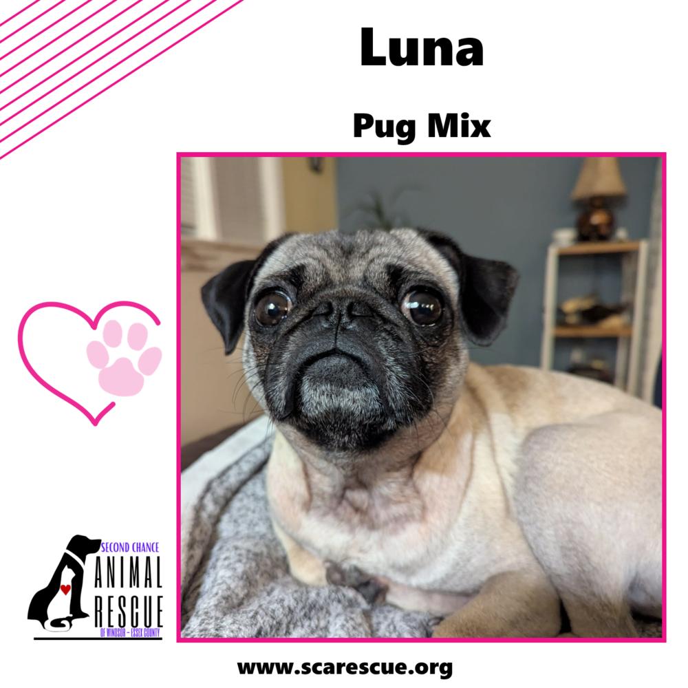 Luna, a Adoptable mixed breed in Windsor, ON image 3/6
