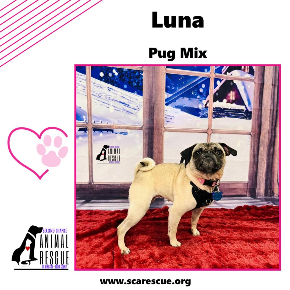 Luna, a Adoptable mixed breed in Windsor, ON image 4/6