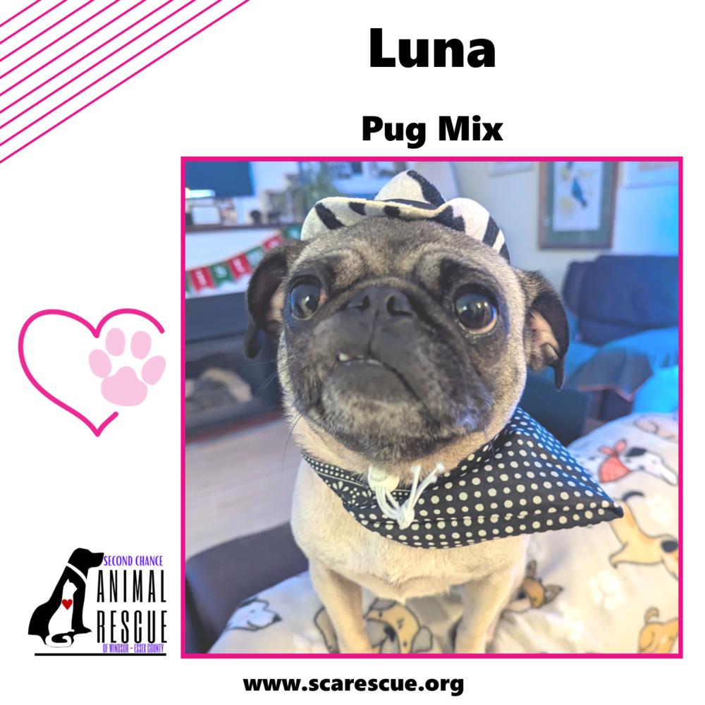 Luna, a Adoptable mixed breed in Windsor, ON image 5/6