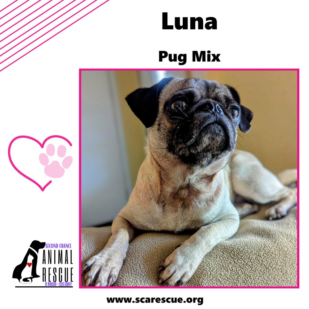 Luna, a Adoptable mixed breed in Windsor, ON image 6/6