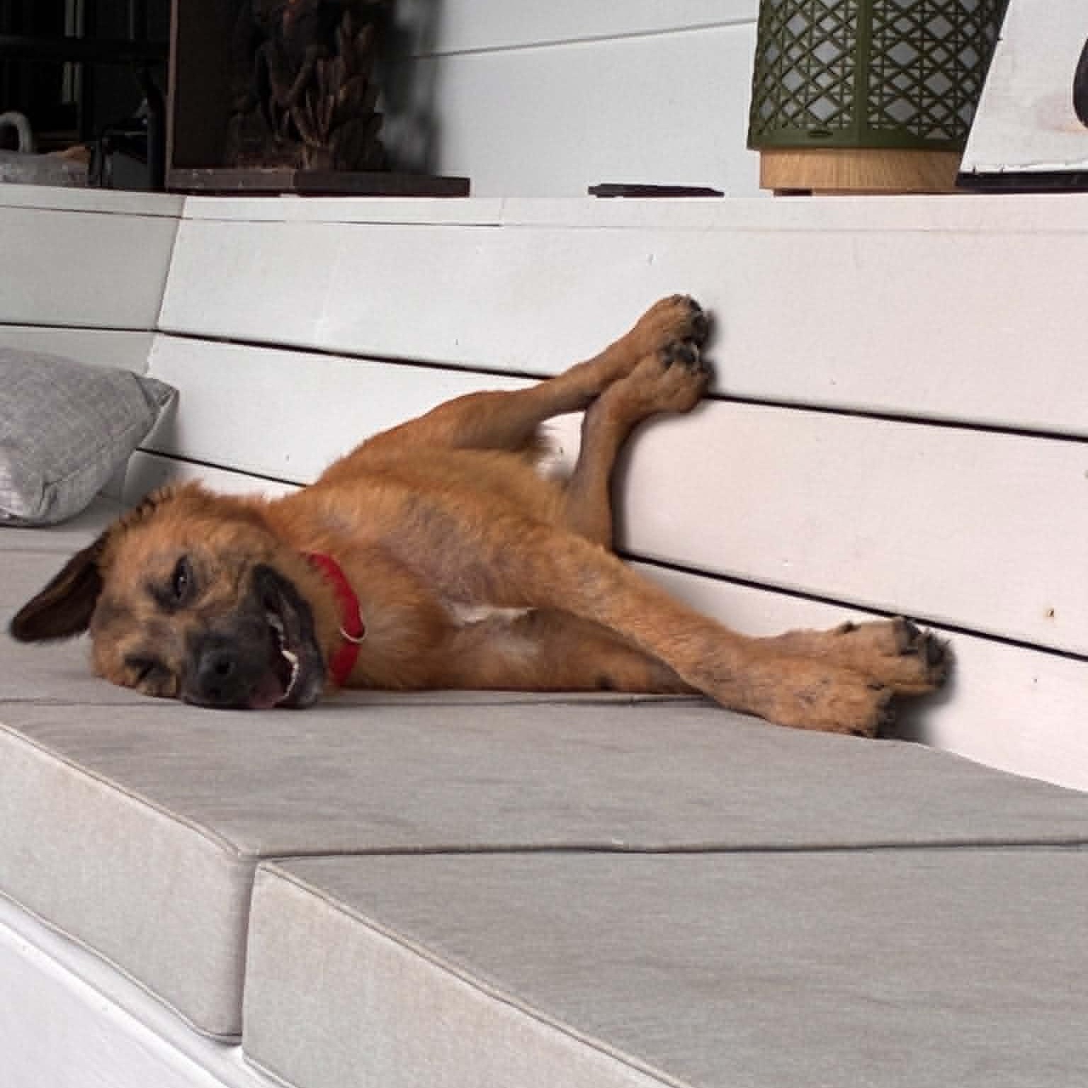 Enlarge Milton, a ADOPTABLE mixed breed in Hopkinton, MA image 5/6