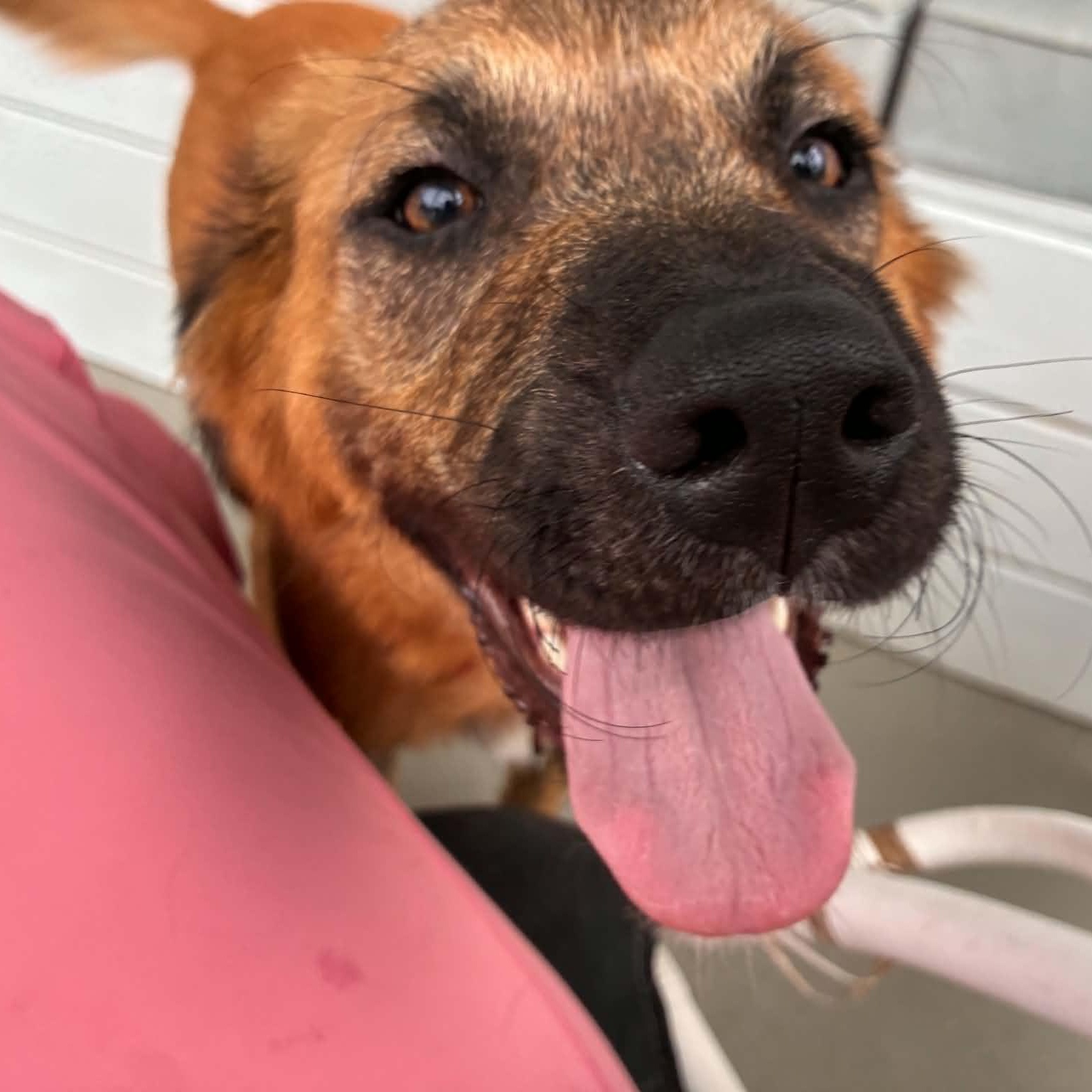 Enlarge Milton, a ADOPTABLE mixed breed in Hopkinton, MA image 6/6
