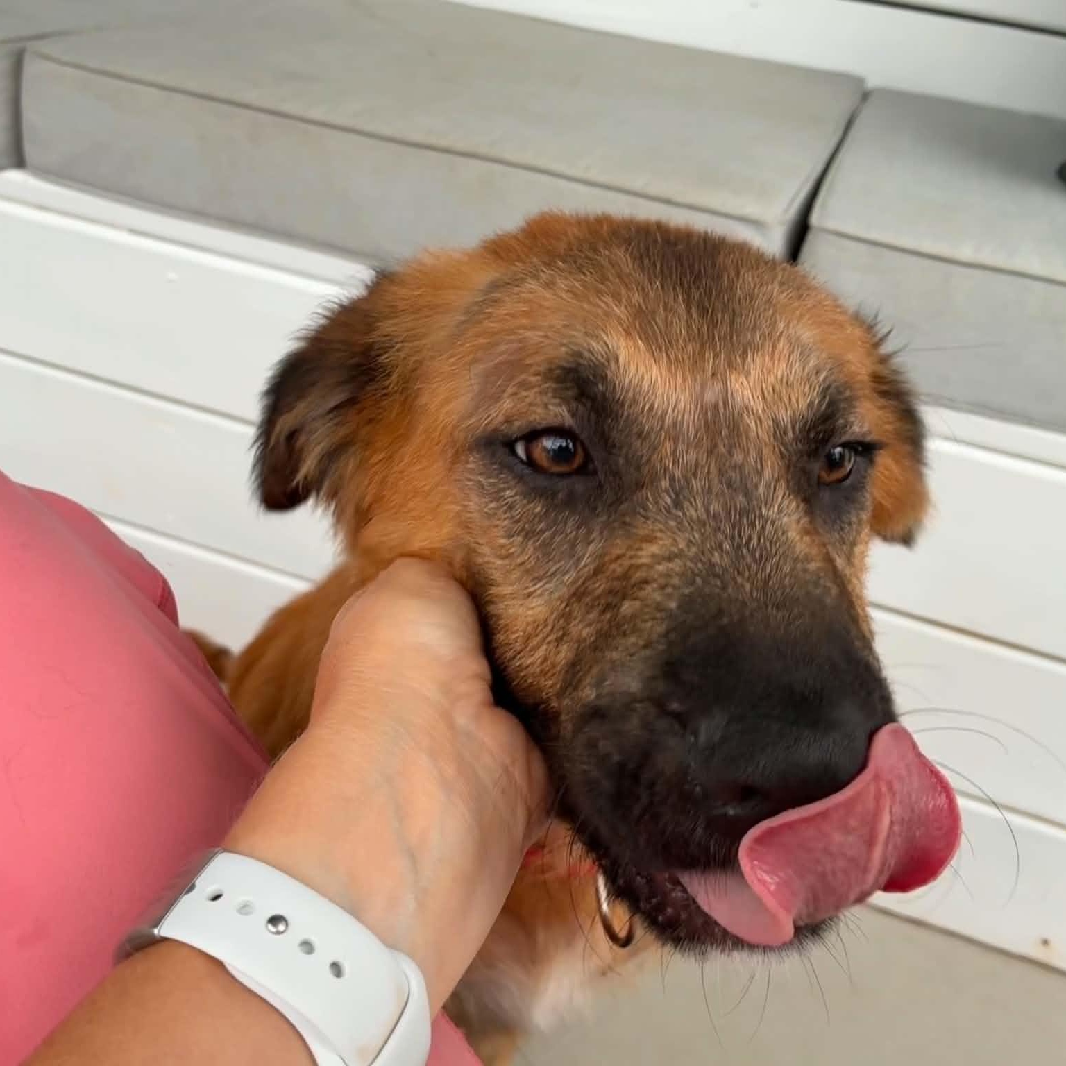 Enlarge Milton, a ADOPTABLE mixed breed in Hopkinton, MA image 4/6