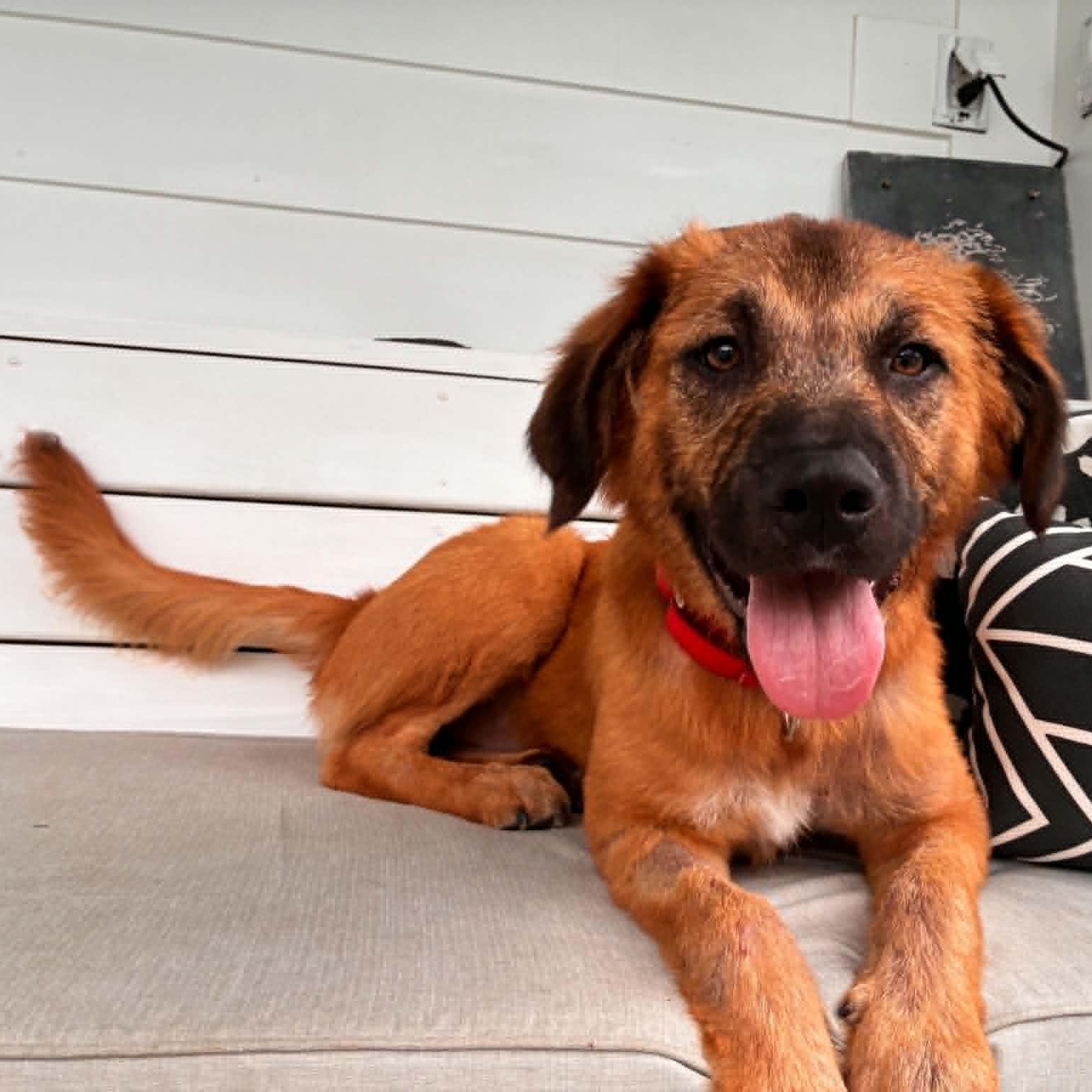 Enlarge Milton, a ADOPTABLE mixed breed in Hopkinton, MA image 2/6