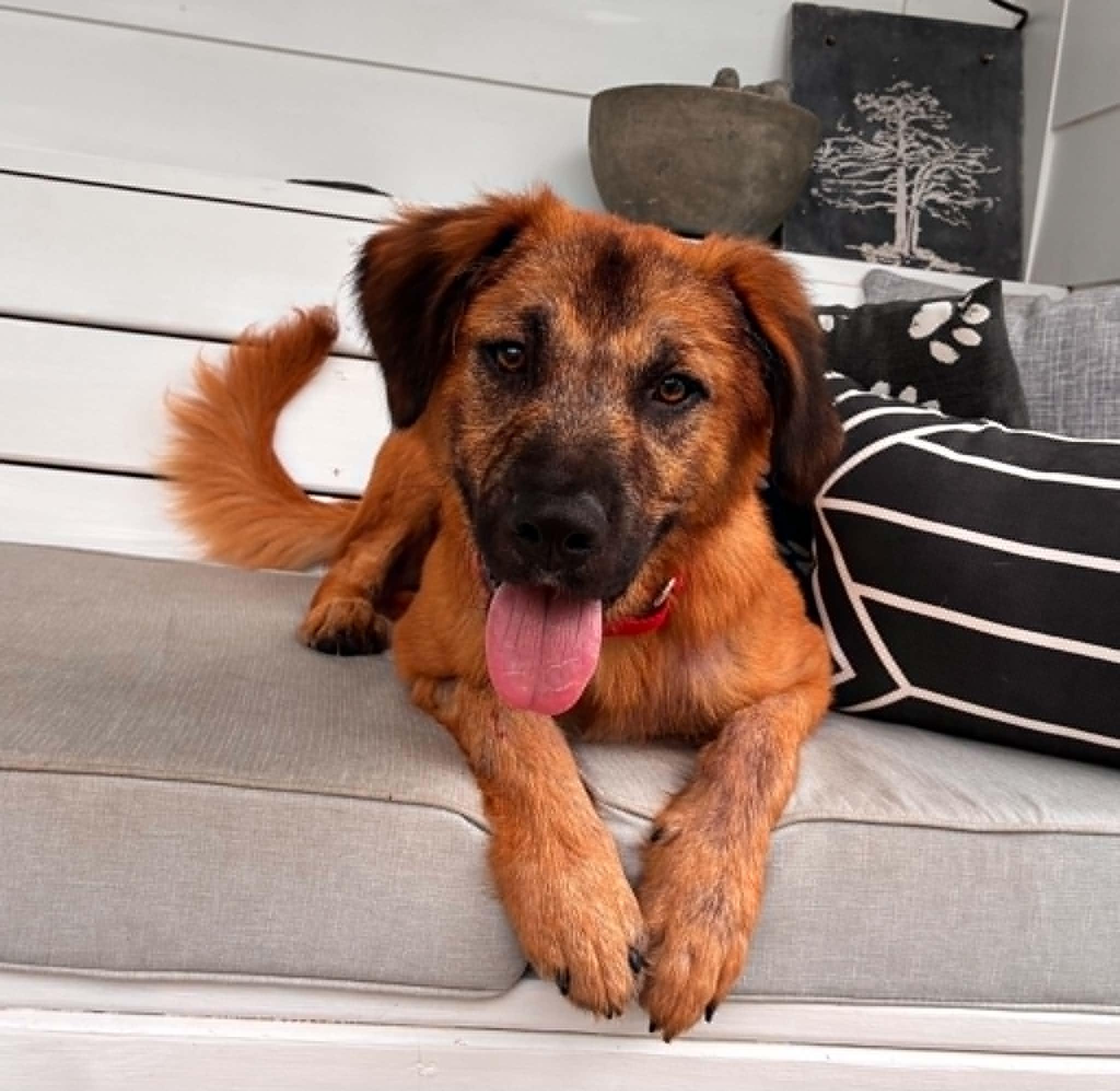 Enlarge Milton, a ADOPTABLE mixed breed in Hopkinton, MA image 3/6