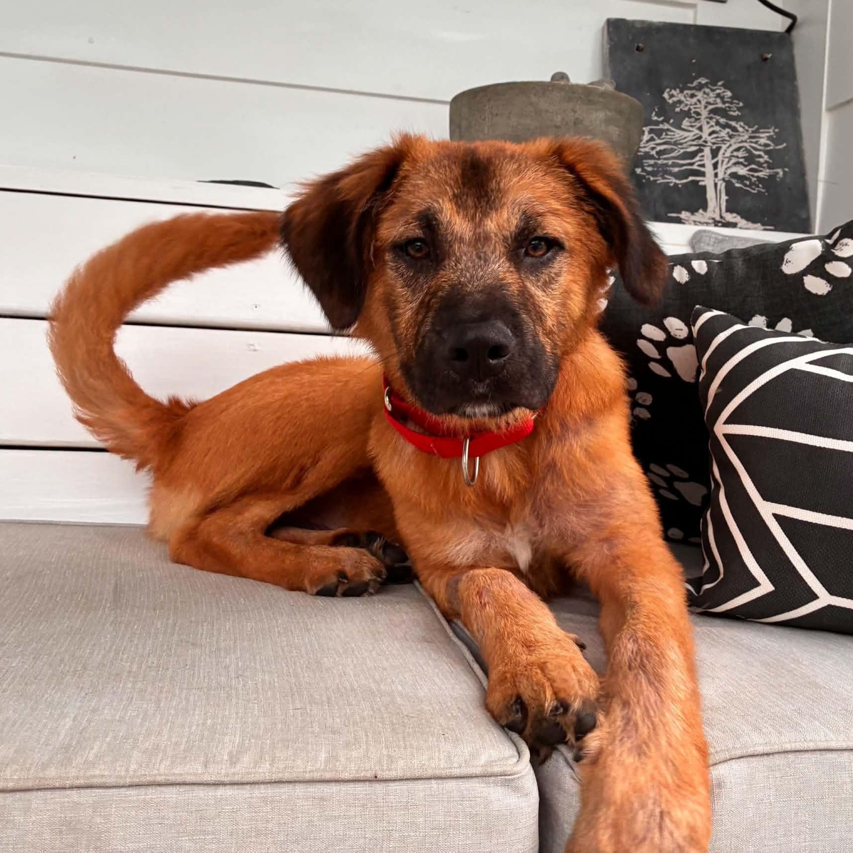 Enlarge Milton, a ADOPTABLE mixed breed in Hopkinton, MA image 1/6