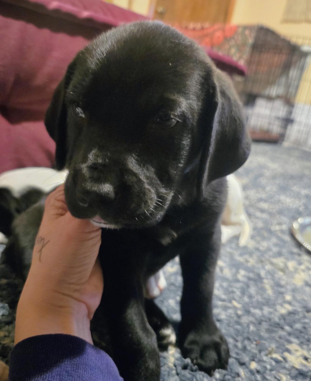 Photo of Baby Female Hound Black, White / Cream
