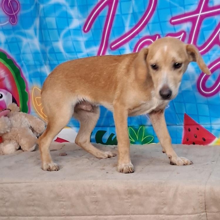 Enlarge Luke-Come Meet Me, a ADOPTABLE mixed breed in Medfield, MA image 1/3