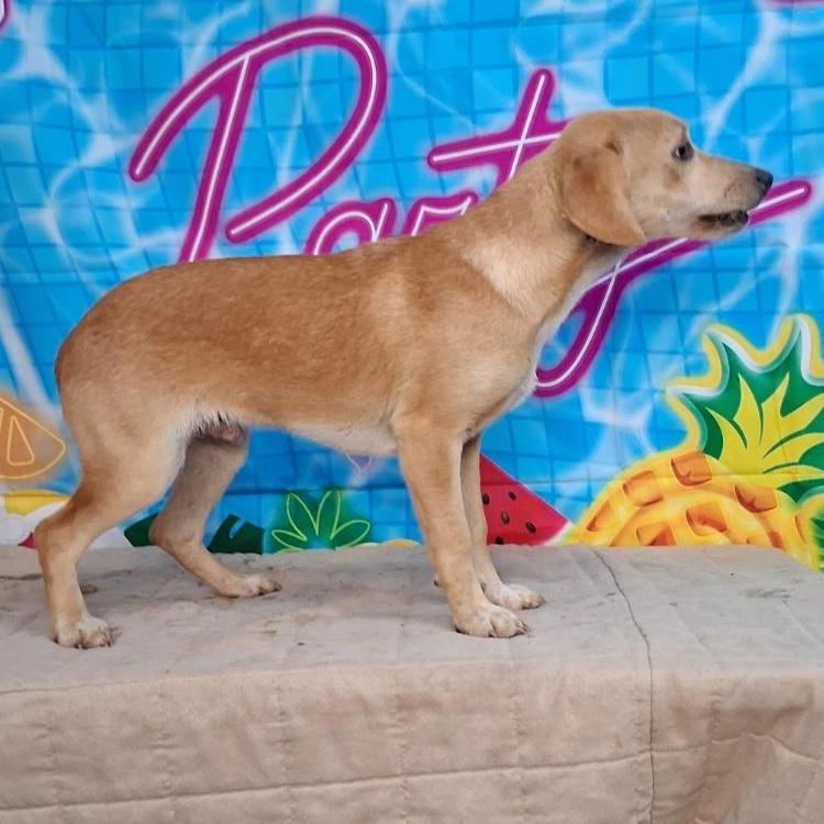 Enlarge Luke-Come Meet Me, a ADOPTABLE mixed breed in Medfield, MA image 2/3
