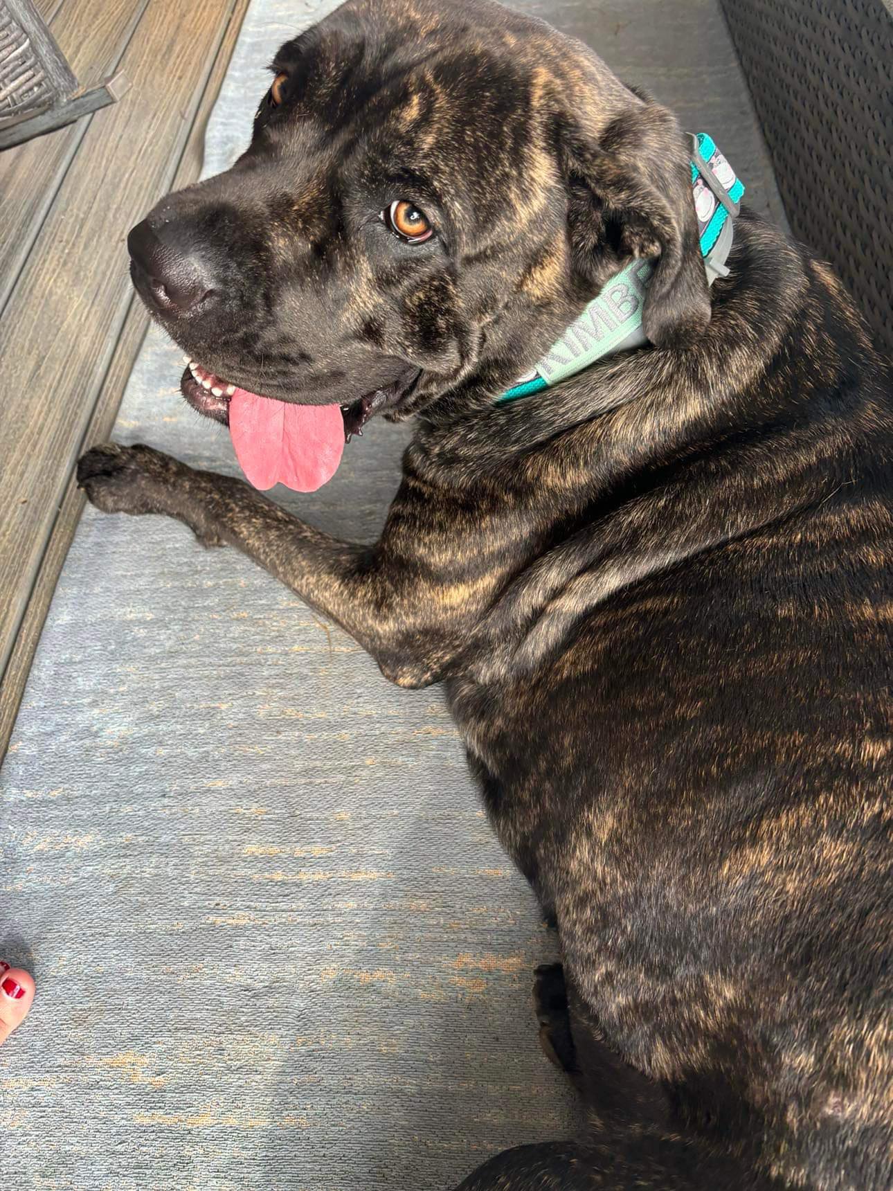 Dog for adoption Kimber, a Cane Corso in Hopkinsville, KY Petfinder