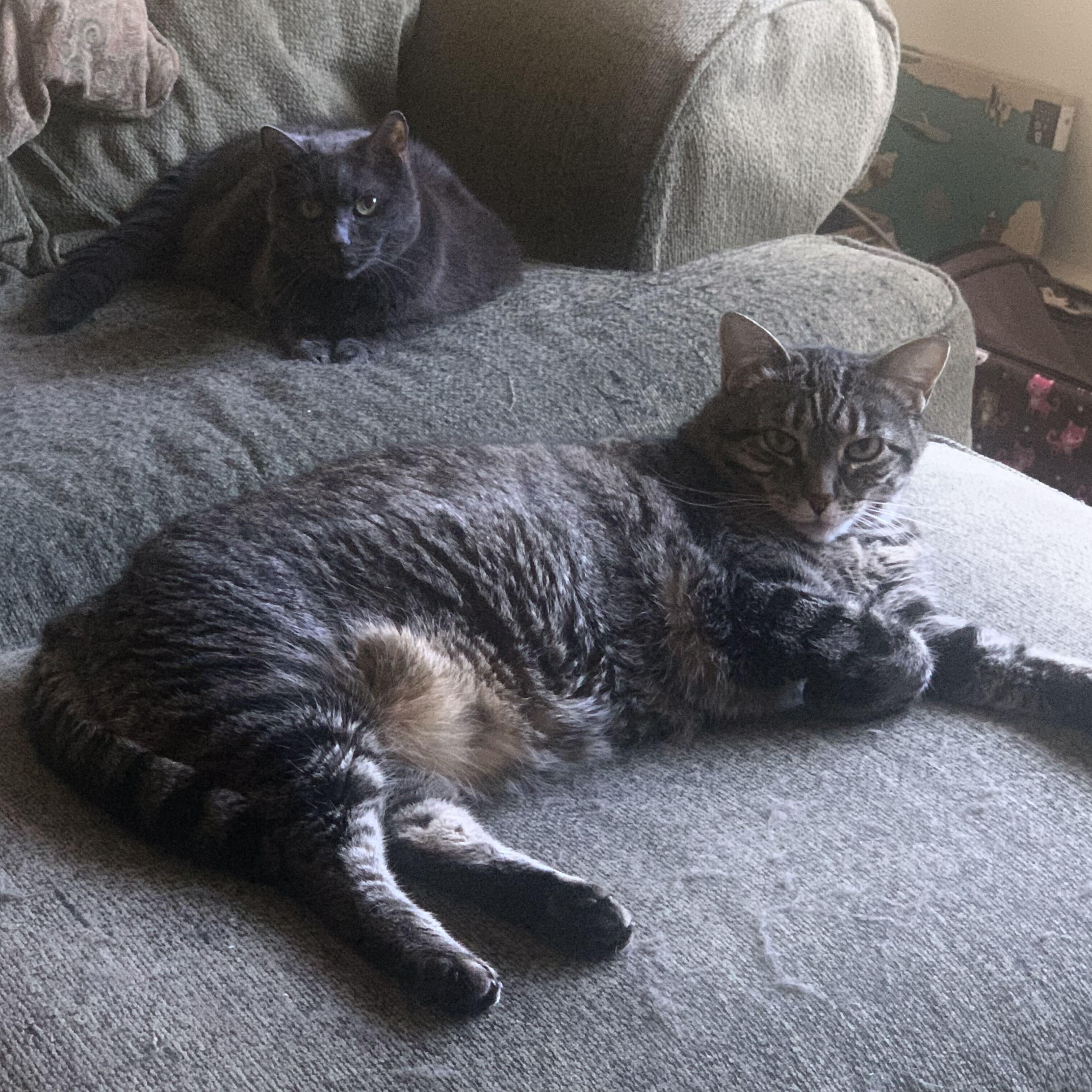 Enlarge Wally & Fenway, a ADOPTABLE Domestic Short Hair in Waltham, MA image 5/5