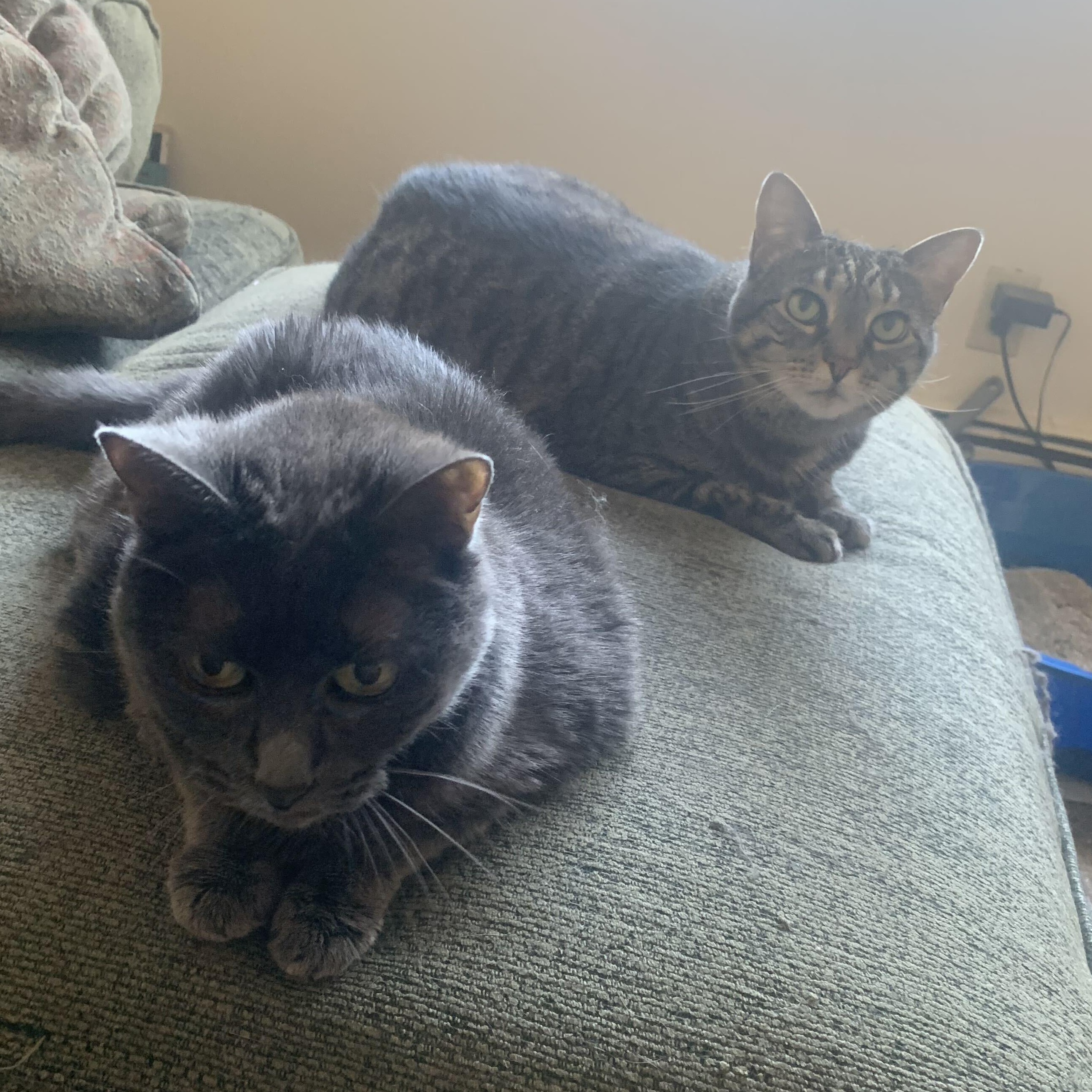 Enlarge Wally & Fenway, a ADOPTABLE Domestic Short Hair in Waltham, MA image 1/5
