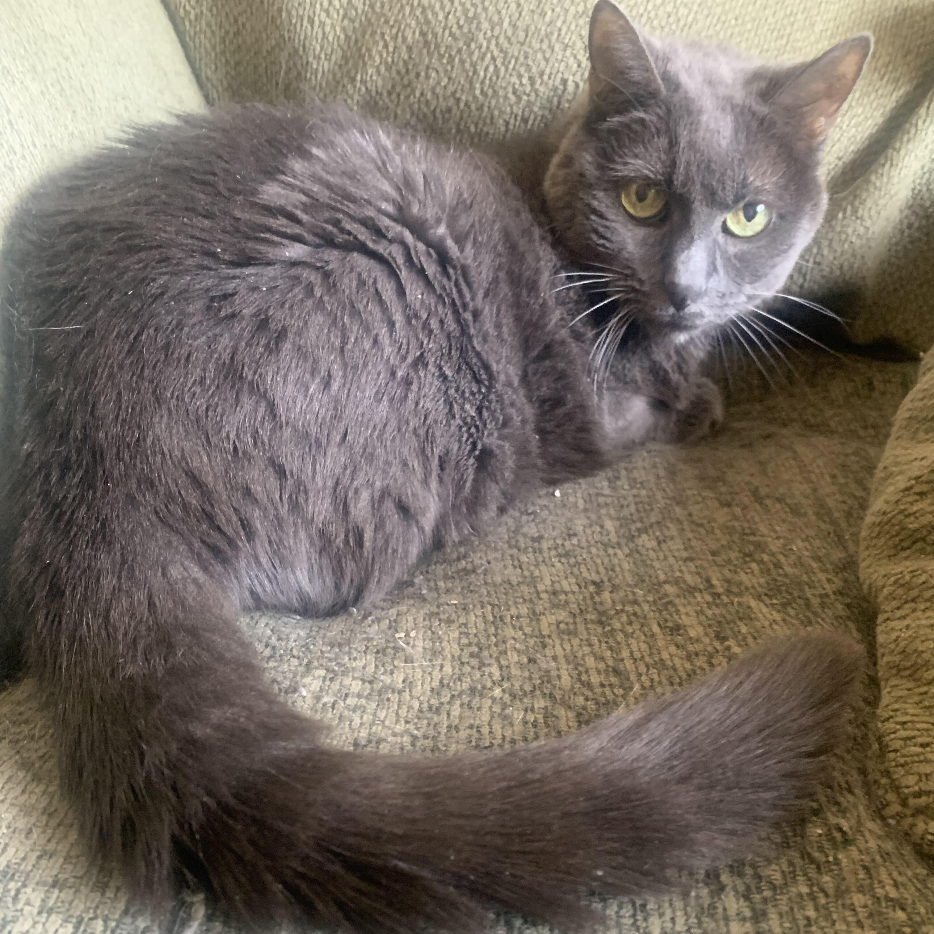 Enlarge Wally & Fenway, a ADOPTABLE Domestic Short Hair in Waltham, MA image 3/5