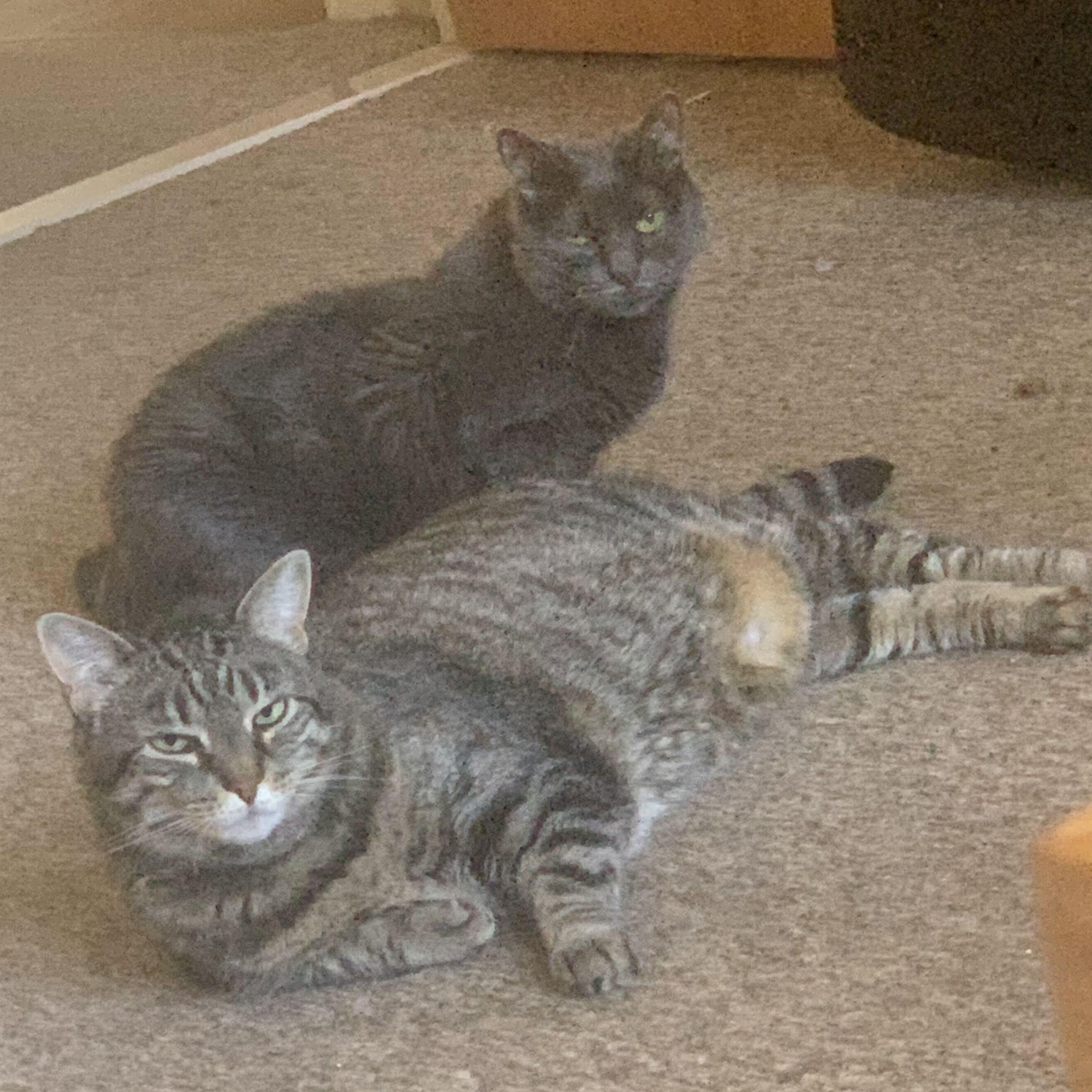 Enlarge Wally & Fenway, a ADOPTABLE Domestic Short Hair in Waltham, MA image 2/5