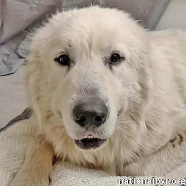 Enlarge Lenny in MD - Gentle & Easy-going, an adopted Great Pyrenees in Rockville, MD image 1/3