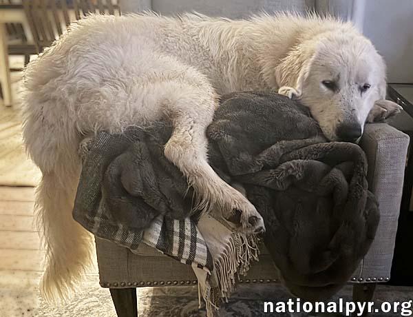 Enlarge Lenny in MD - Gentle & Easy-going, an adopted Great Pyrenees in Rockville, MD image 2/3