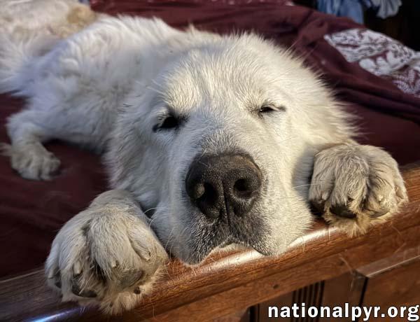 Enlarge Lenny in MD - Gentle & Easy-going, an adopted Great Pyrenees in Rockville, MD image 3/3