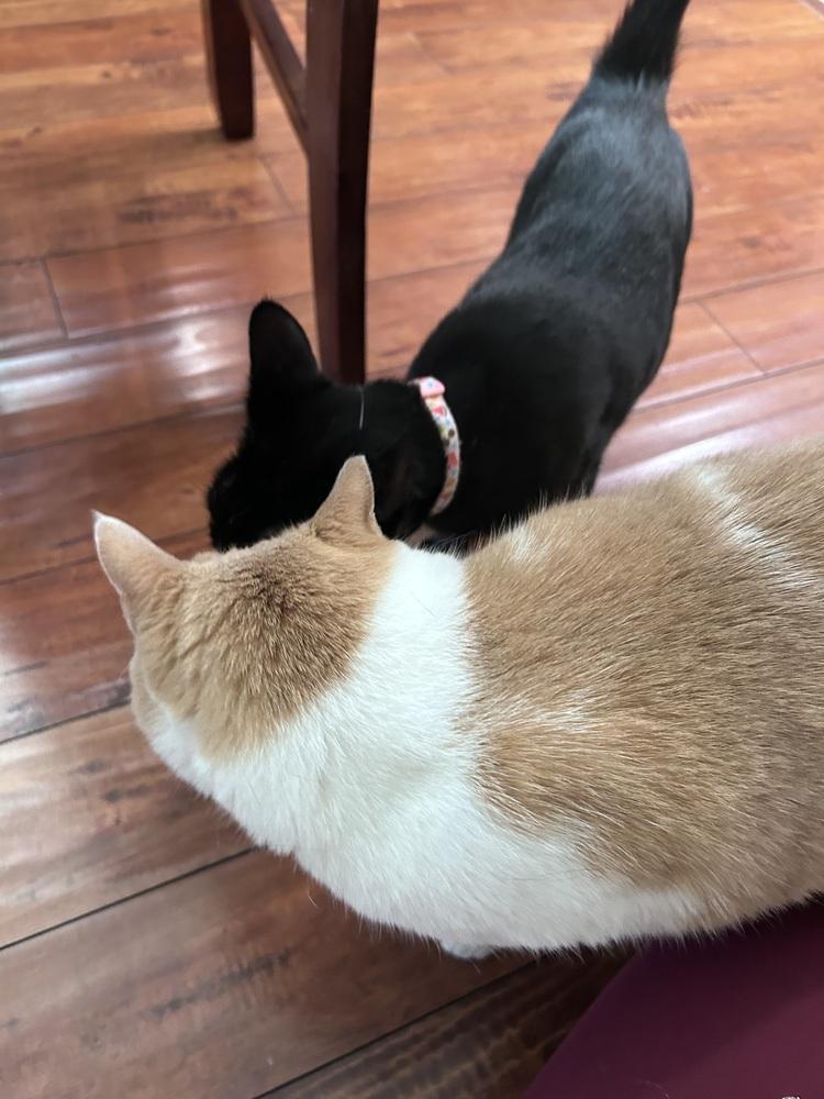 Enlarge Cleo Guis, a Adoptable Domestic Short Hair in Galt, CA image 1/5