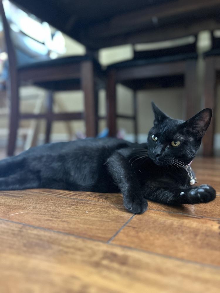 Enlarge Cleo Guis, a Adoptable Domestic Short Hair in Galt, CA image 2/5