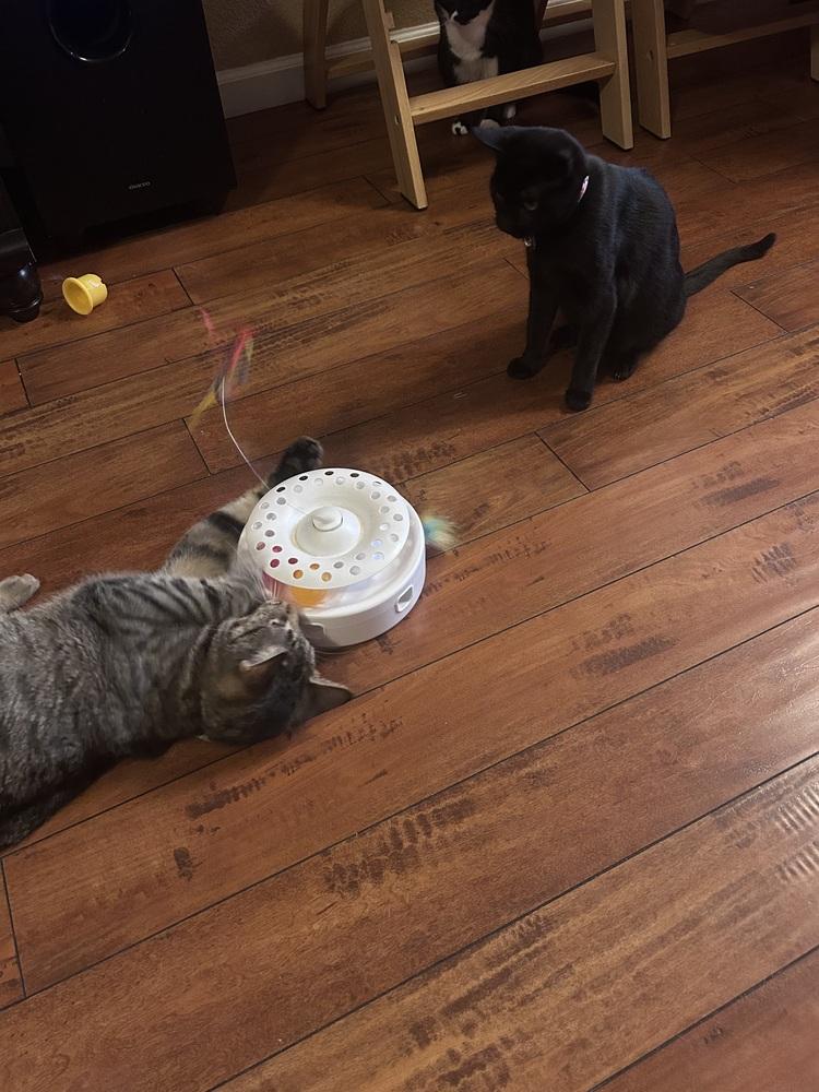 Enlarge Cleo Guis, a Adoptable Domestic Short Hair in Galt, CA image 3/5