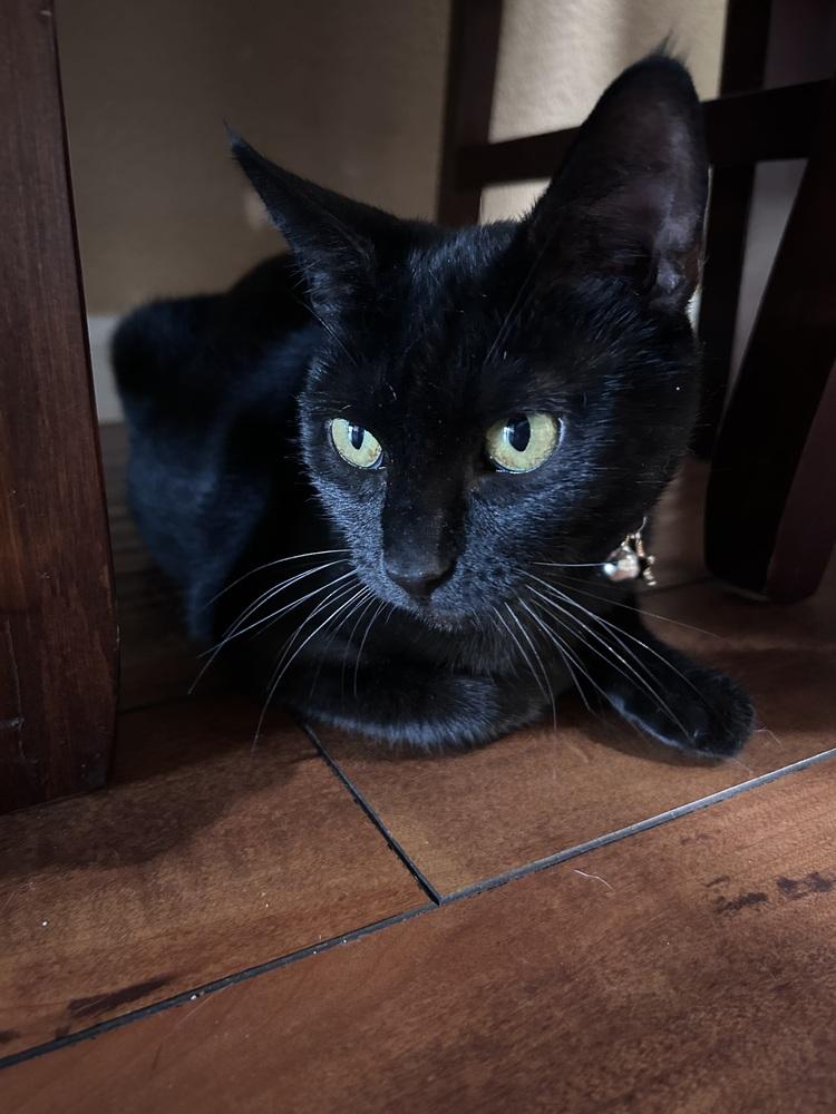 Enlarge Cleo Guis, a Adoptable Domestic Short Hair in Galt, CA image 4/5