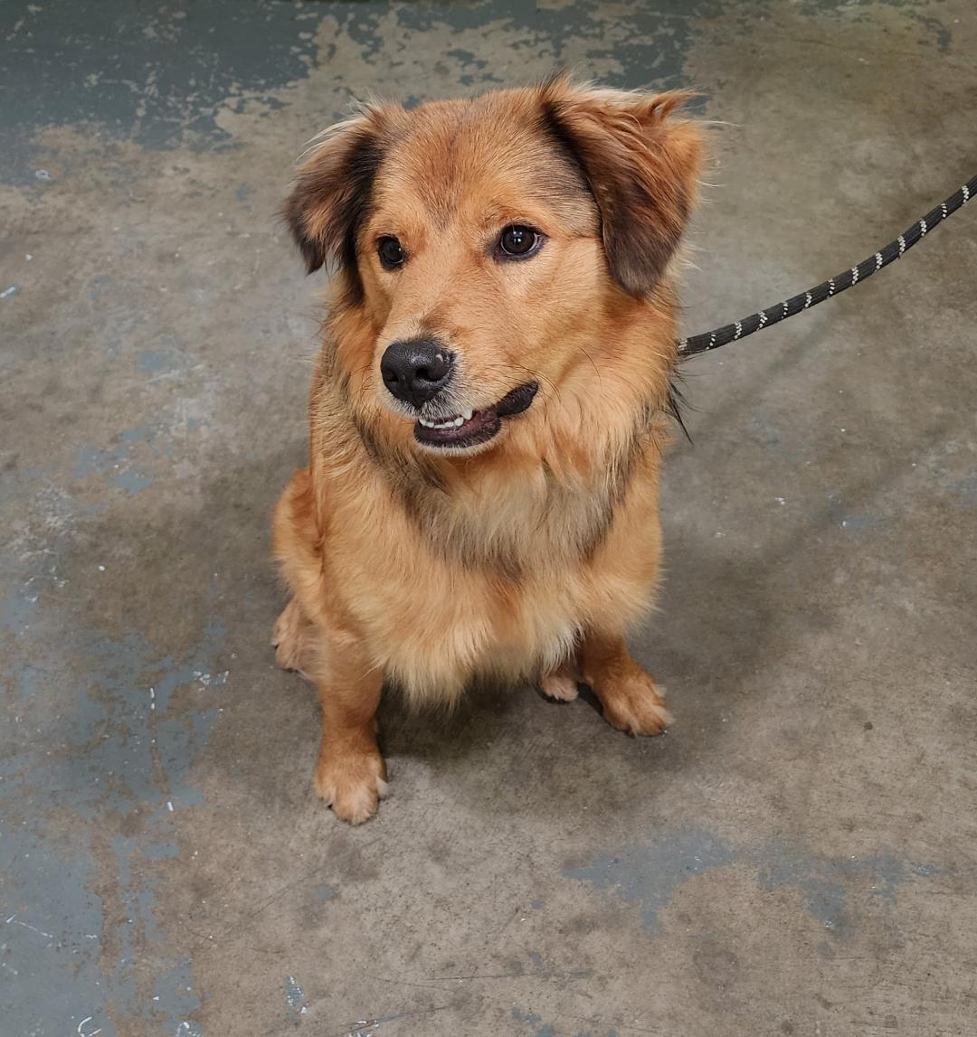 Milt, an adopted Mixed Breed in Point Pleasant, WV image 1/3