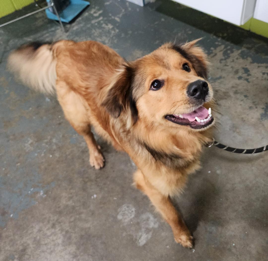 Milt, an adopted Mixed Breed in Point Pleasant, WV image 2/3