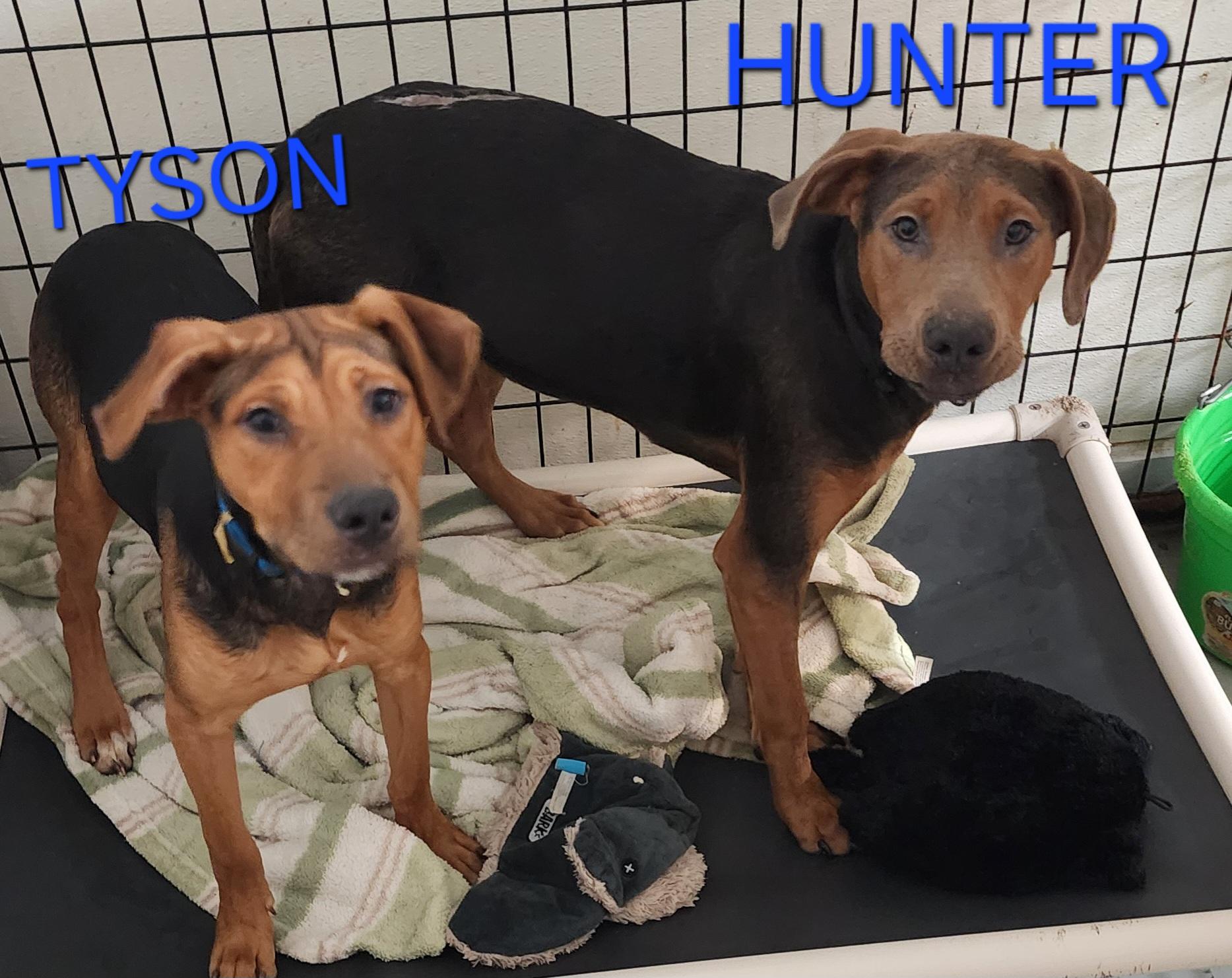 Enlarge Hunter & Tyson, a ADOPTABLE mixed breed in Momence, IL image 1/1