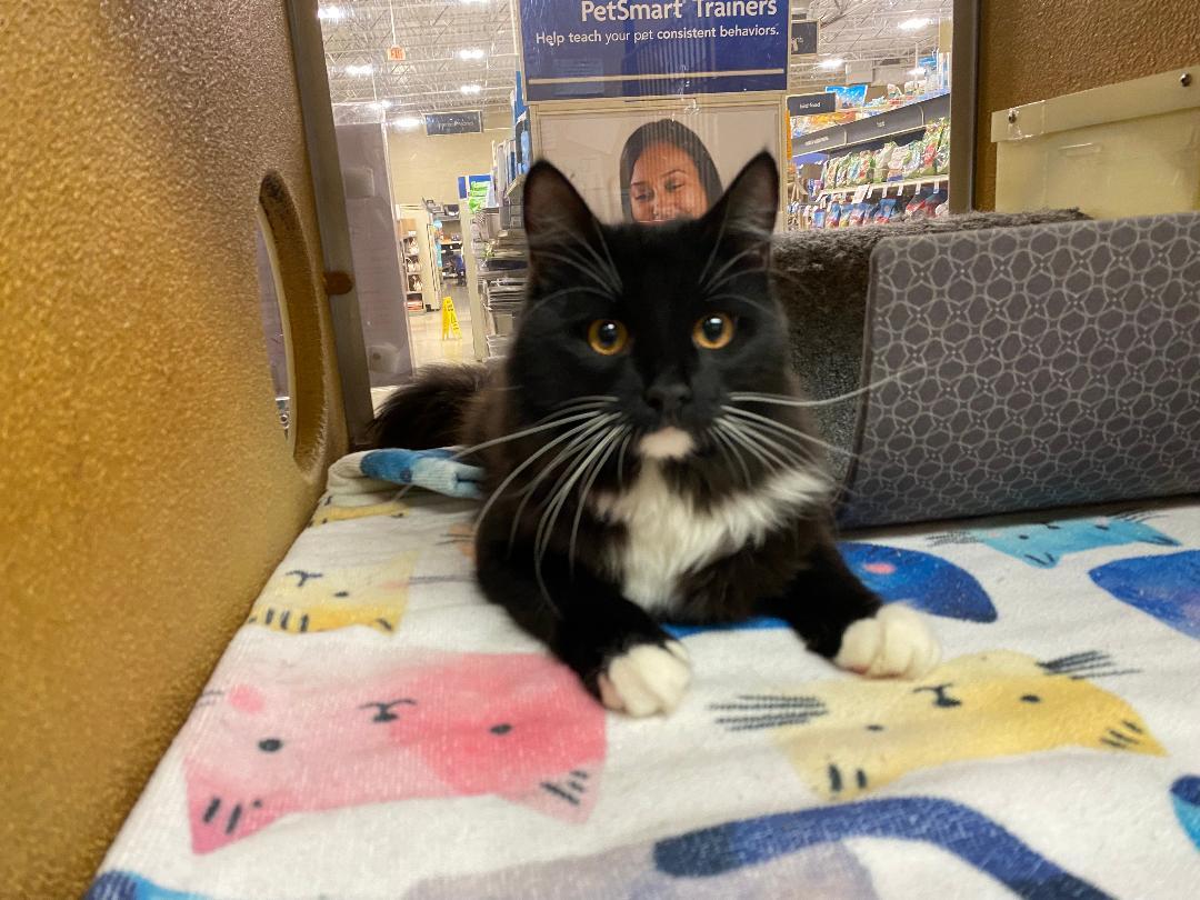 Enlarge Rocky, a Adoptable Domestic Short Hair in Upland, CA image 1/2