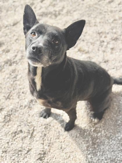 Enlarge Rylee, a Adoptable mixed breed in Gray, LA image 1/2