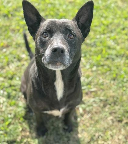 Enlarge Rylee, a Adoptable mixed breed in Gray, LA image 2/2