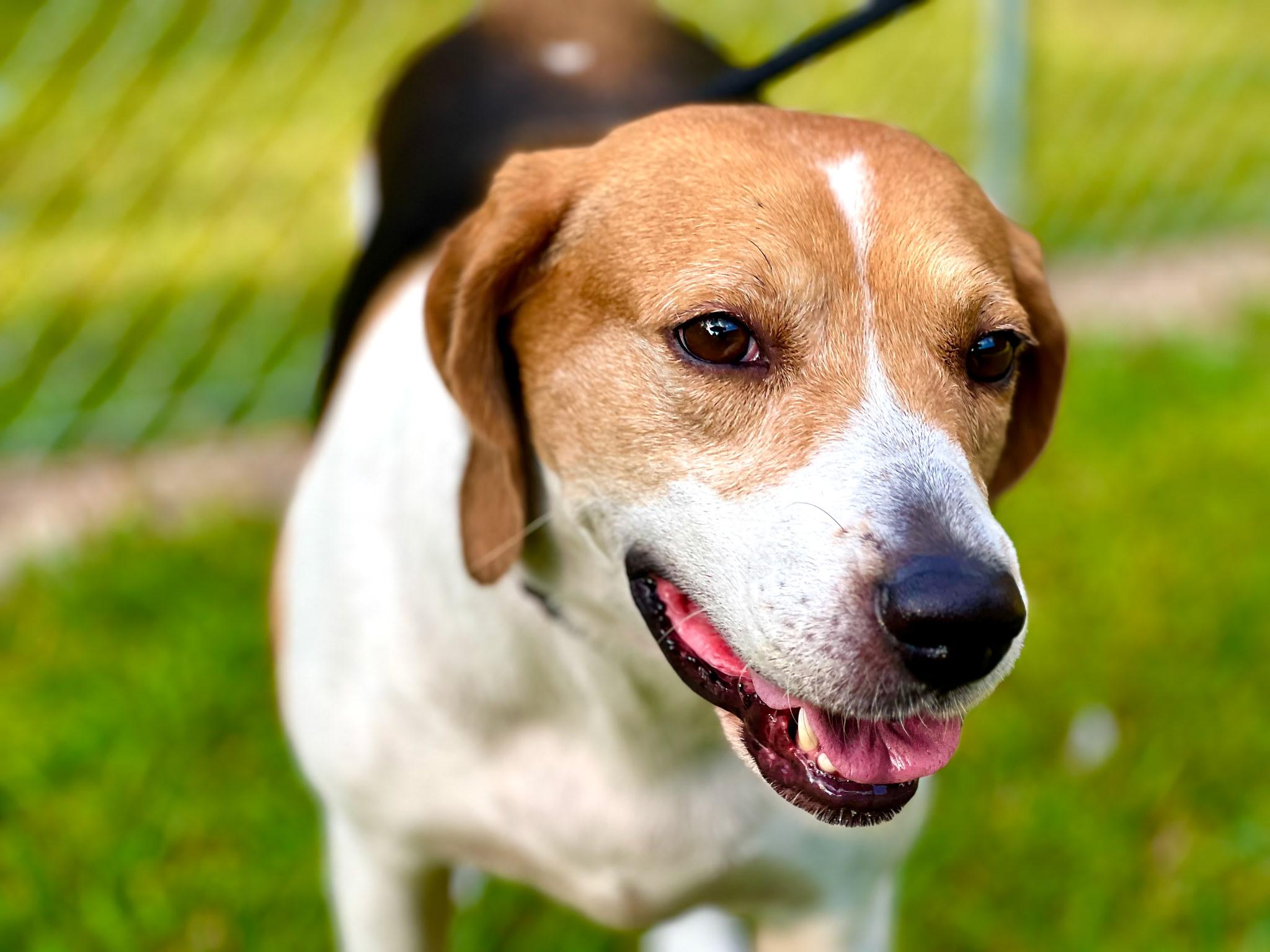 Enlarge Sadie, a ADOPTABLE mixed breed in Jamestown, TN image 1/1